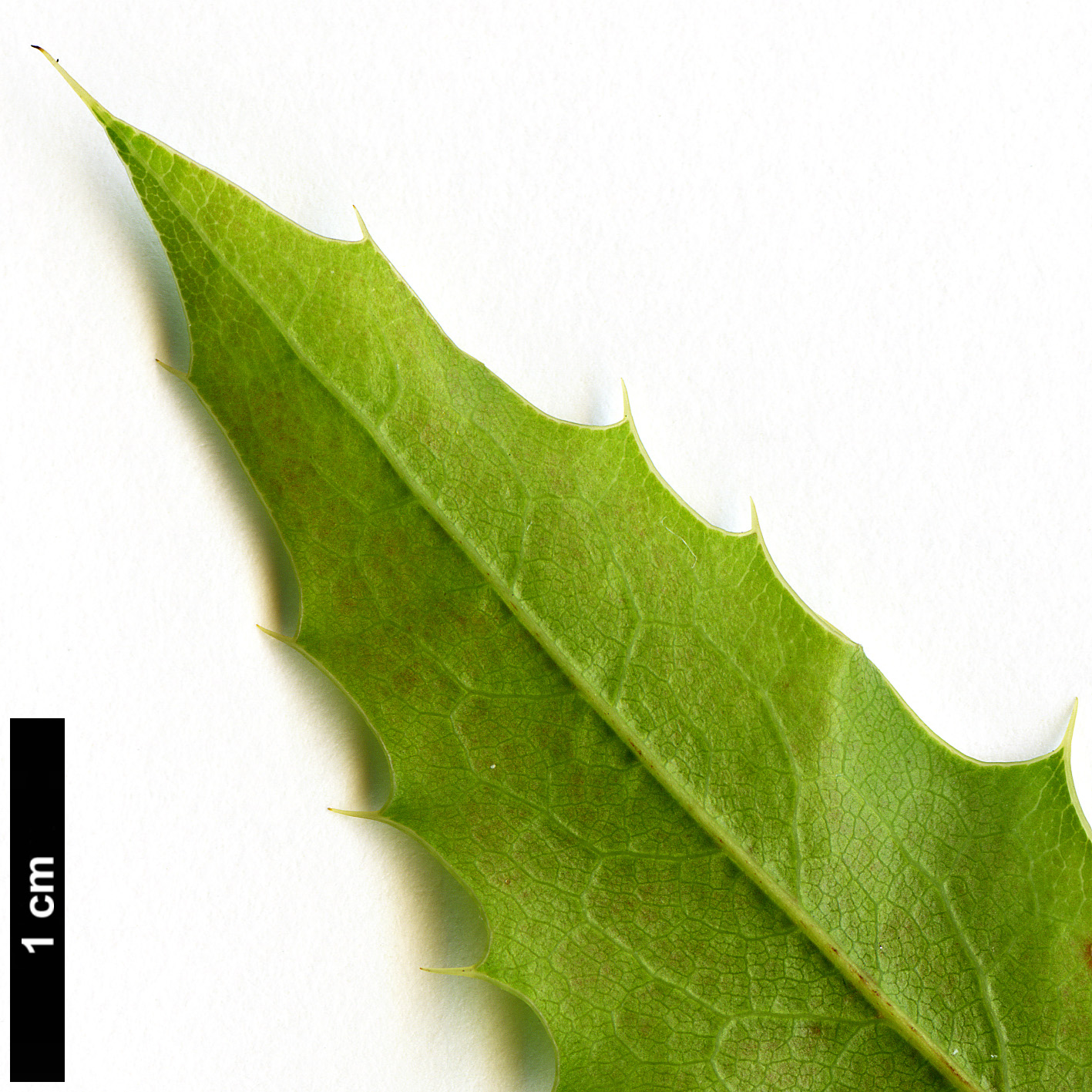 High resolution image: Family: Berberidaceae - Genus: Mahonia - Taxon: pinnata - SpeciesSub: subsp. pinnata